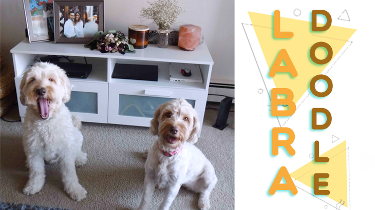 Ever seen a&nbsp;Labradoodle?